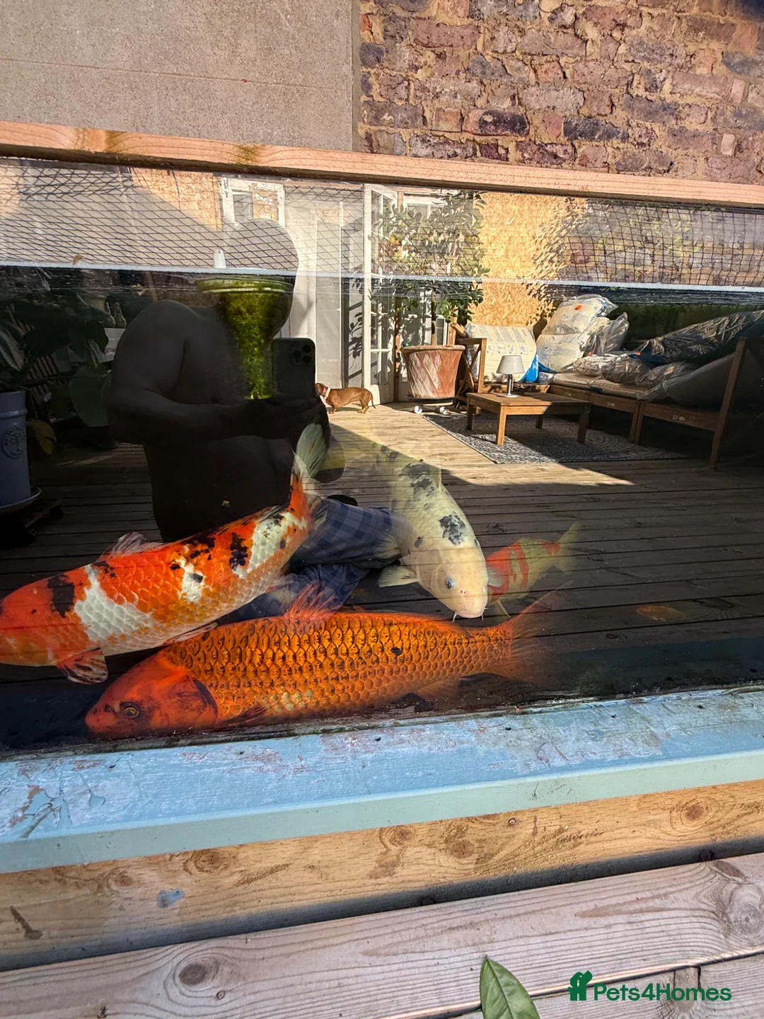 Koi Carp fish for sale: Big koi for sale - Advert 1