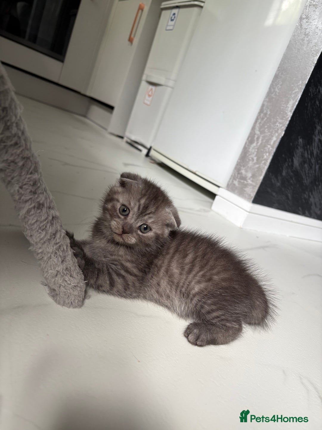 Scottish Fold cats for sale: Scottish fold kittens ready to find new homes - Image 35