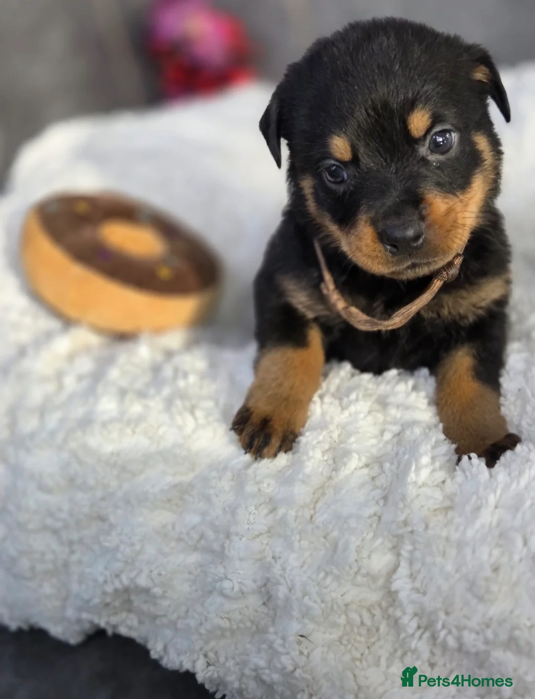 Rottweiler dogs for sale: Stunning Rottweiler pups - Advert 28