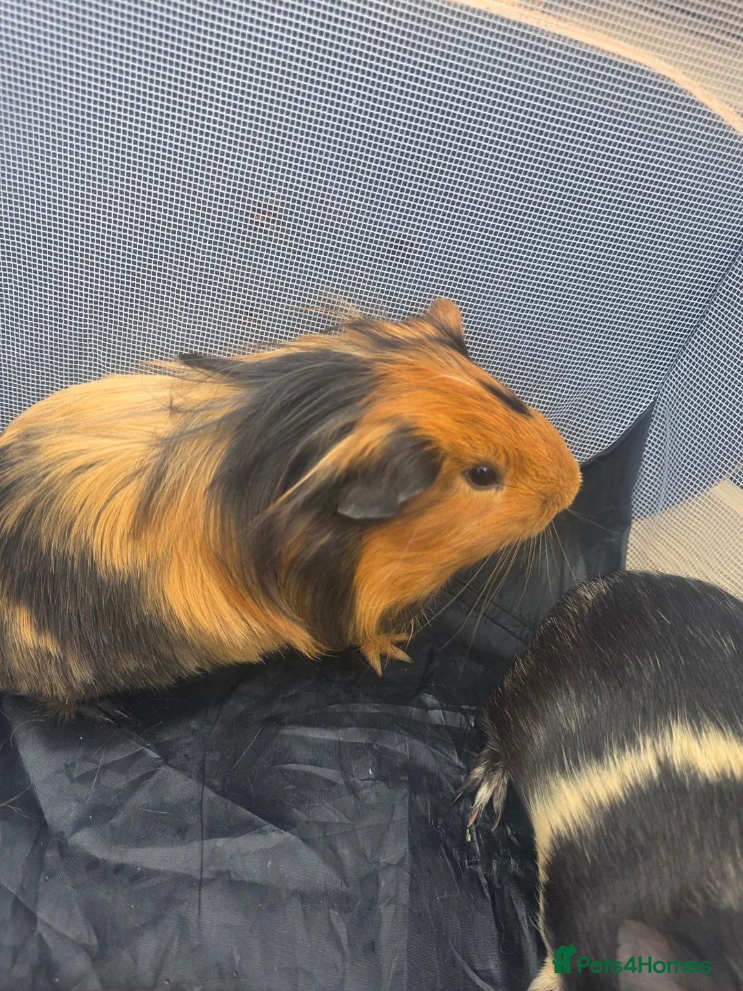 Guinea Pig rodents for sale: 3x male guinea pigs  - Advert 2