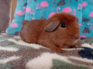 Guinea Pig rodents Teddy Retired Sow RTR/ PR Of Golden Sisters - Advert 8
