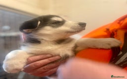 Siberian Husky dogs for sale: READY NOW German Shepherd cross Husky Puppies  in Kinross - Image 6