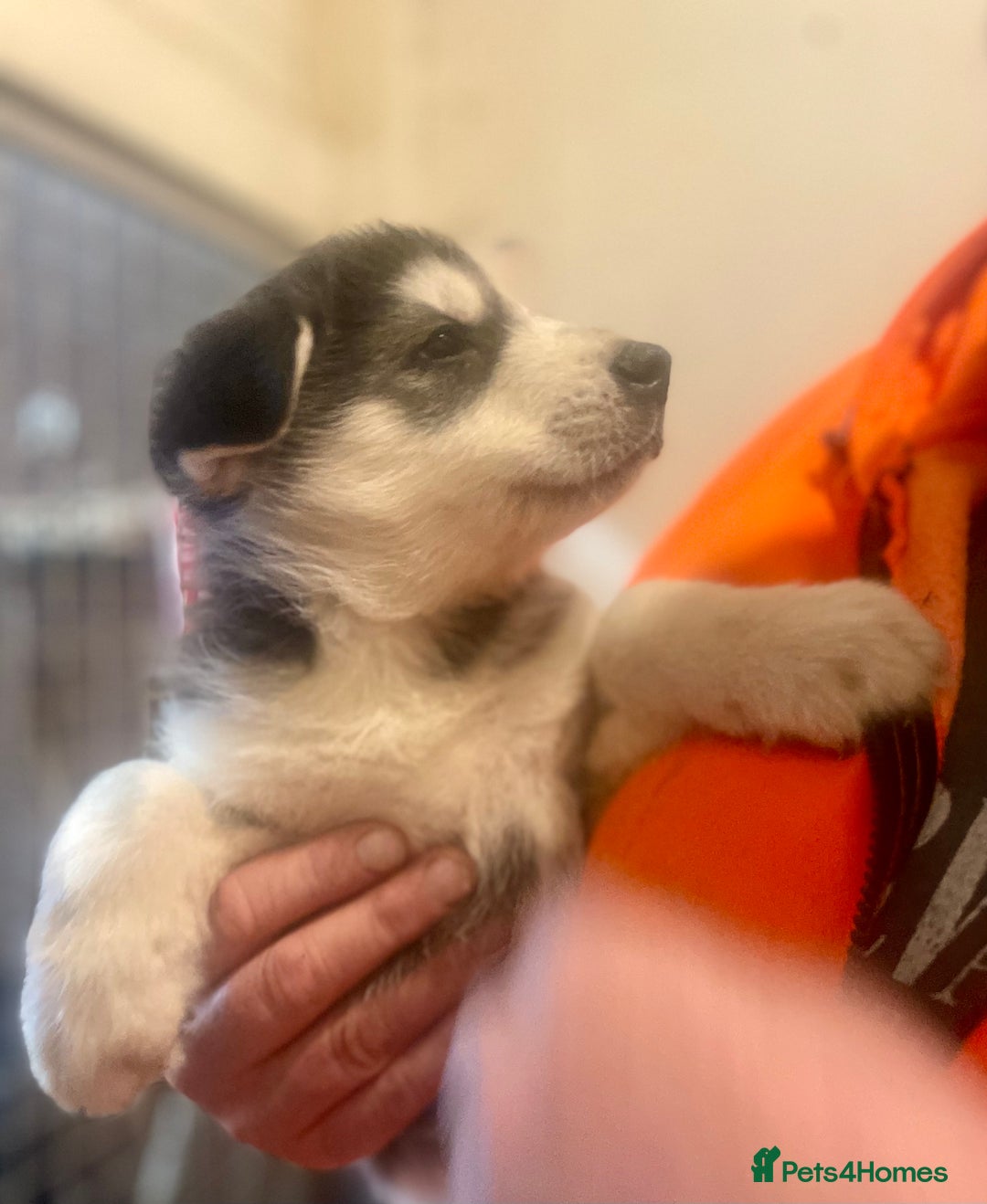 Siberian Husky dogs for sale: READY NOW German Shepherd cross Husky Puppies  in Kinross - Image 6
