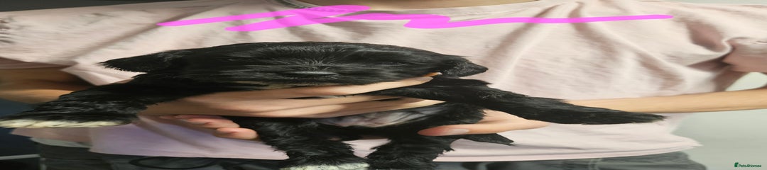 Cockapoo Puppy 7