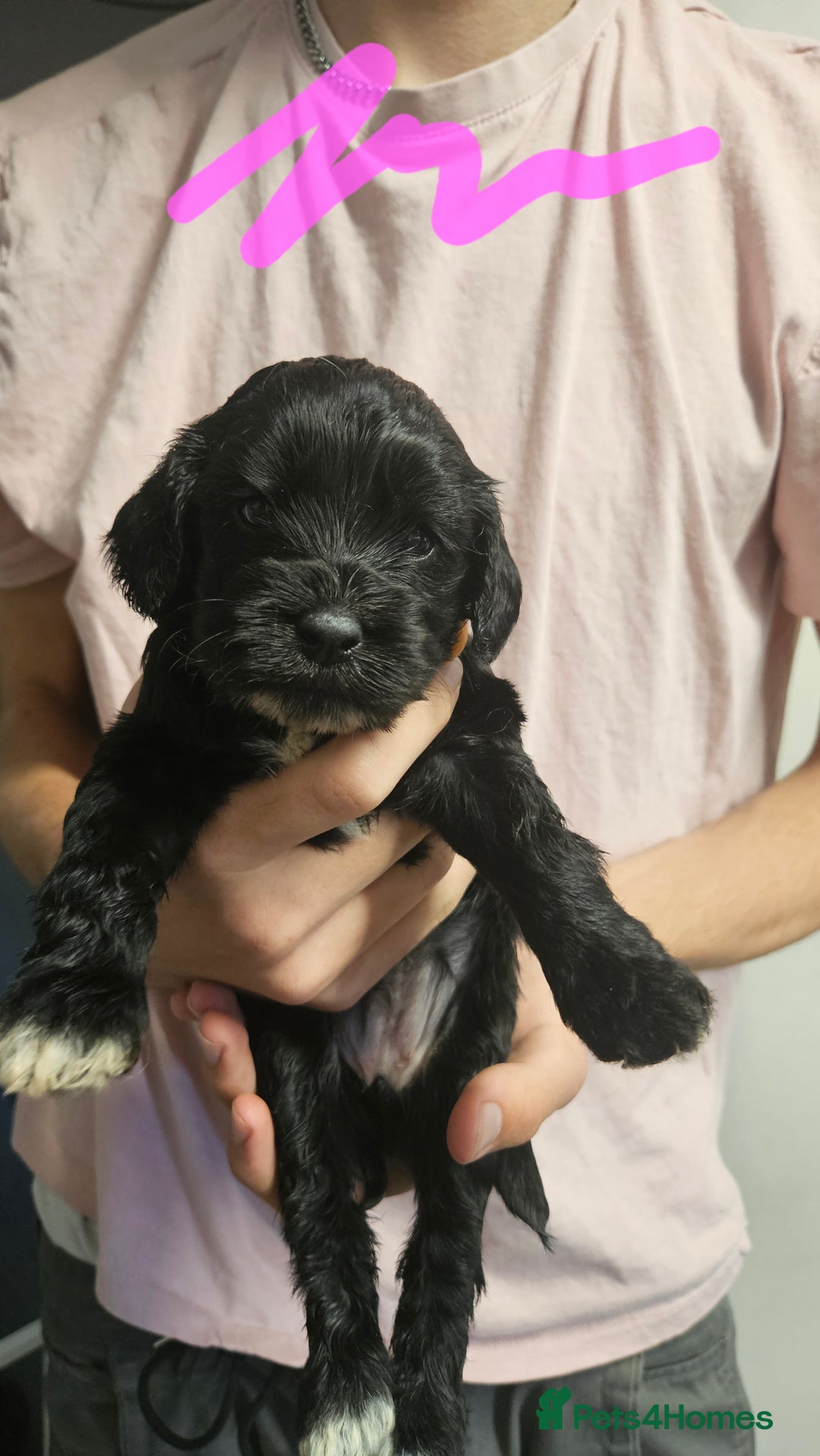 Cockapoo dogs for sale: Cockerpoo puppies for sale  - Image 7