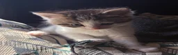Maine Coon cats for sale: Maine Coon Cross Kittens - Advert 12