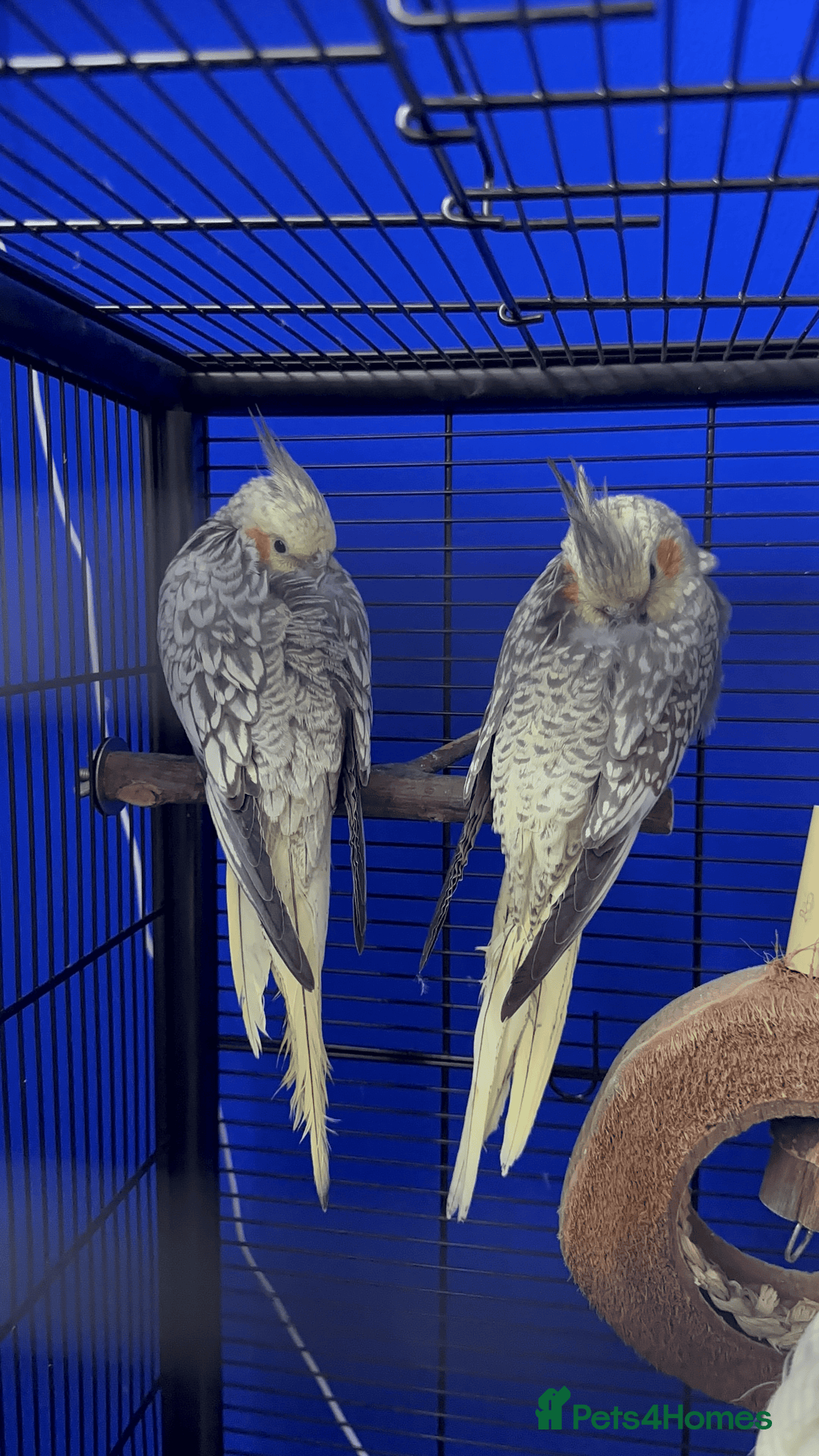Cockatiels birds for sale: Cockatiels X2  - Image 2