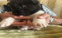 Akita dogs for sale:  ⭐ READY NOW adorable chunky A/AKITAS - Image 15