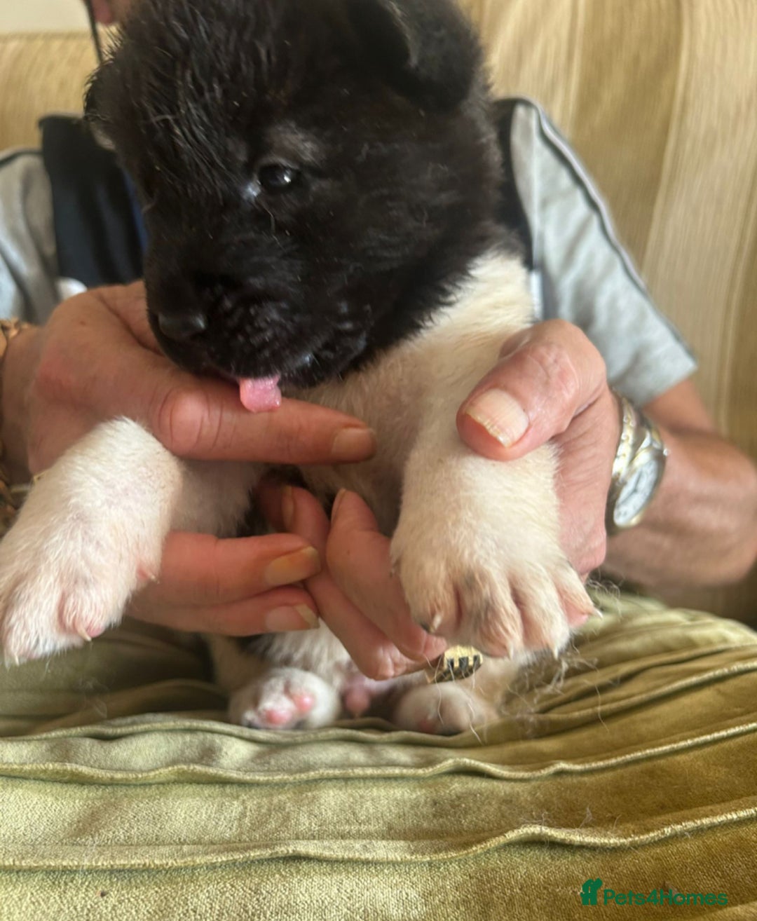 Akita dogs for sale:  ⭐ READY NOW adorable chunky A/AKITAS - Image 15
