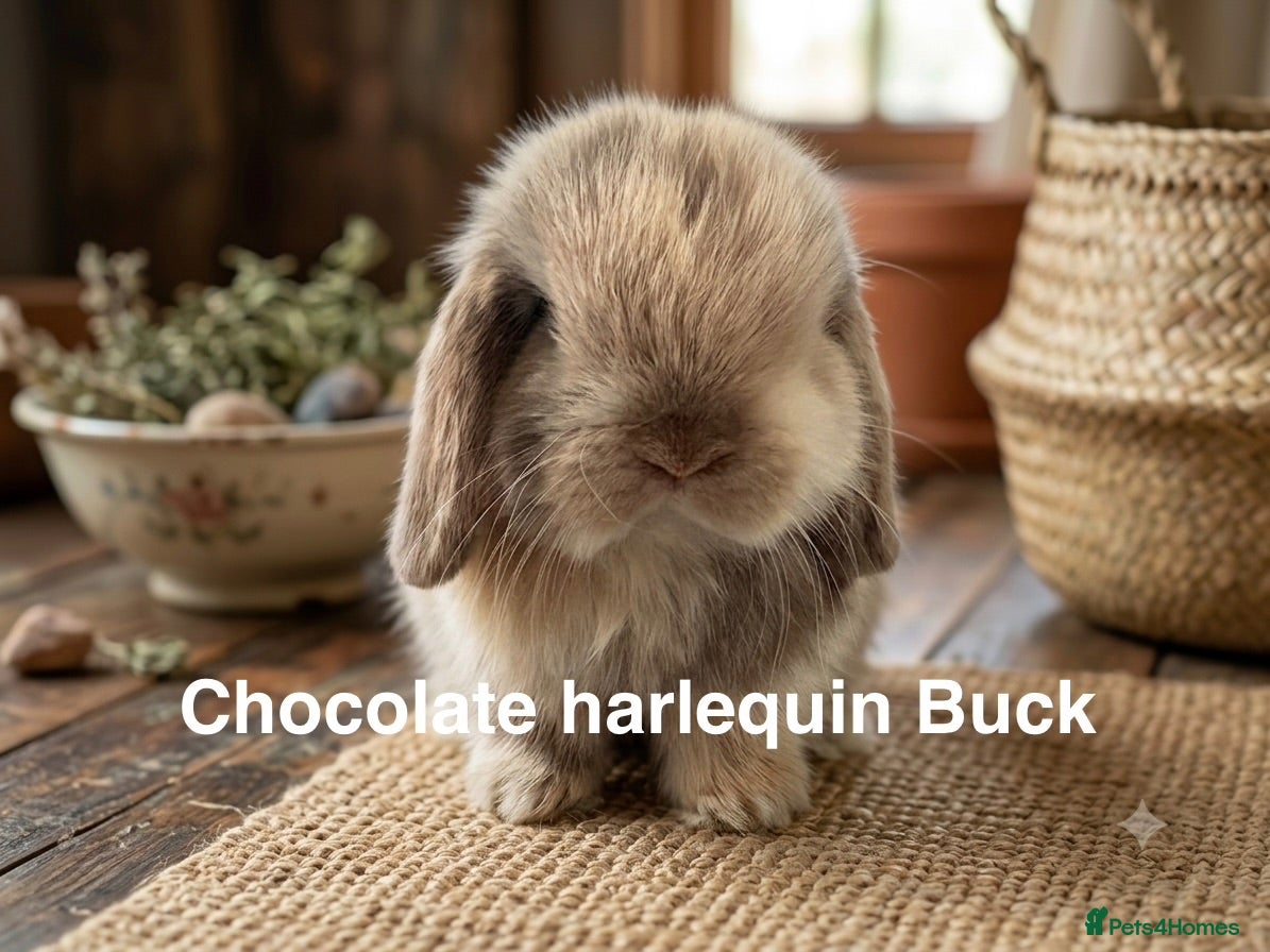Mini Lop rabbits Mini lops  - Advert 12