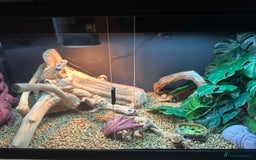 Bearded Dragon reptiles for sale: Red Bearded Dragon+Full working setup+Live food - Image 6