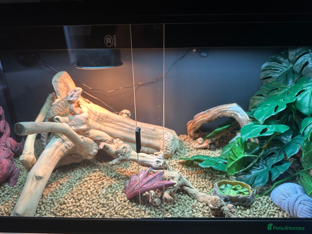 Bearded Dragon reptiles for sale: Red Bearded Dragon+Full working setup+Live food - Image 6