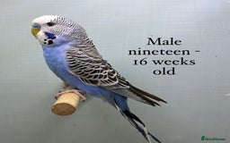 Budgerigars birds for sale: 8 week old Beautiful baby Budgies - Image 10