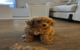 Poochon dogs for sale: Poochon Puppy - 1 Boy Remaining  - Image 3
