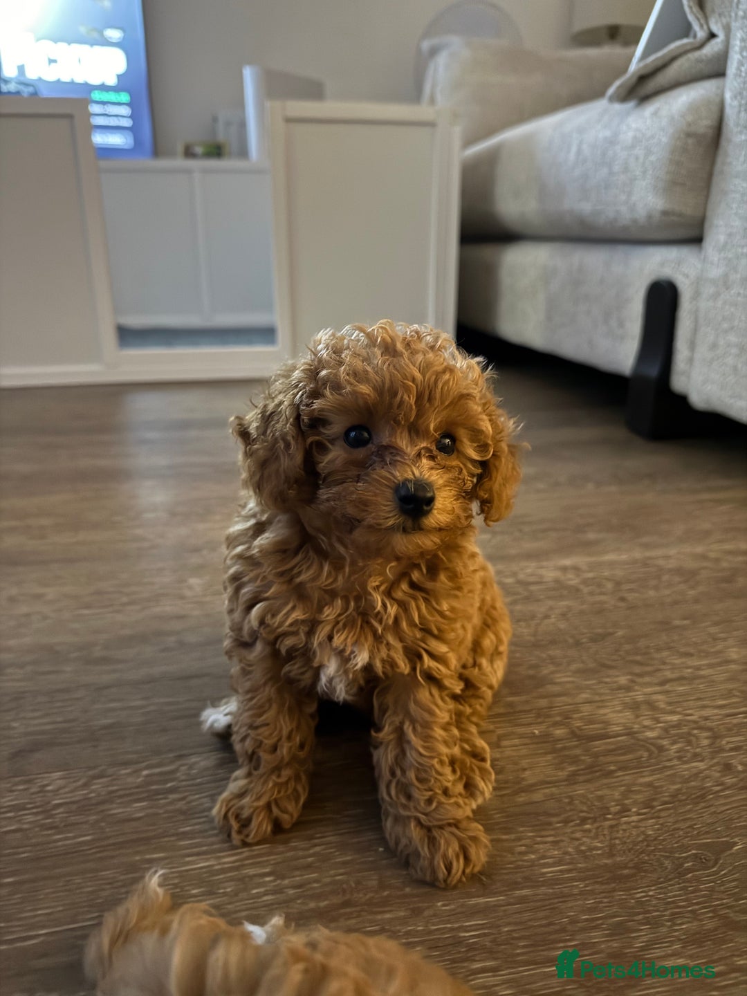 Poochon dogs for sale: Poochon Puppy - 1 Boy Remaining  - Image 3