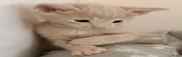 Oriental cats for sale: GCCF registered Oriental kittens  - Advert 10