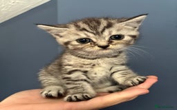 Persian cats for sale:  Persian Himalayan, blue point  - Image 9