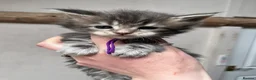 Maine Coon cats for sale: Stunning pedigree Maine coon kittens TICA  - Advert 15