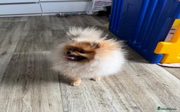 Pomeranian dogs for sale: Champion KC registered Pomeranian  - Image 6