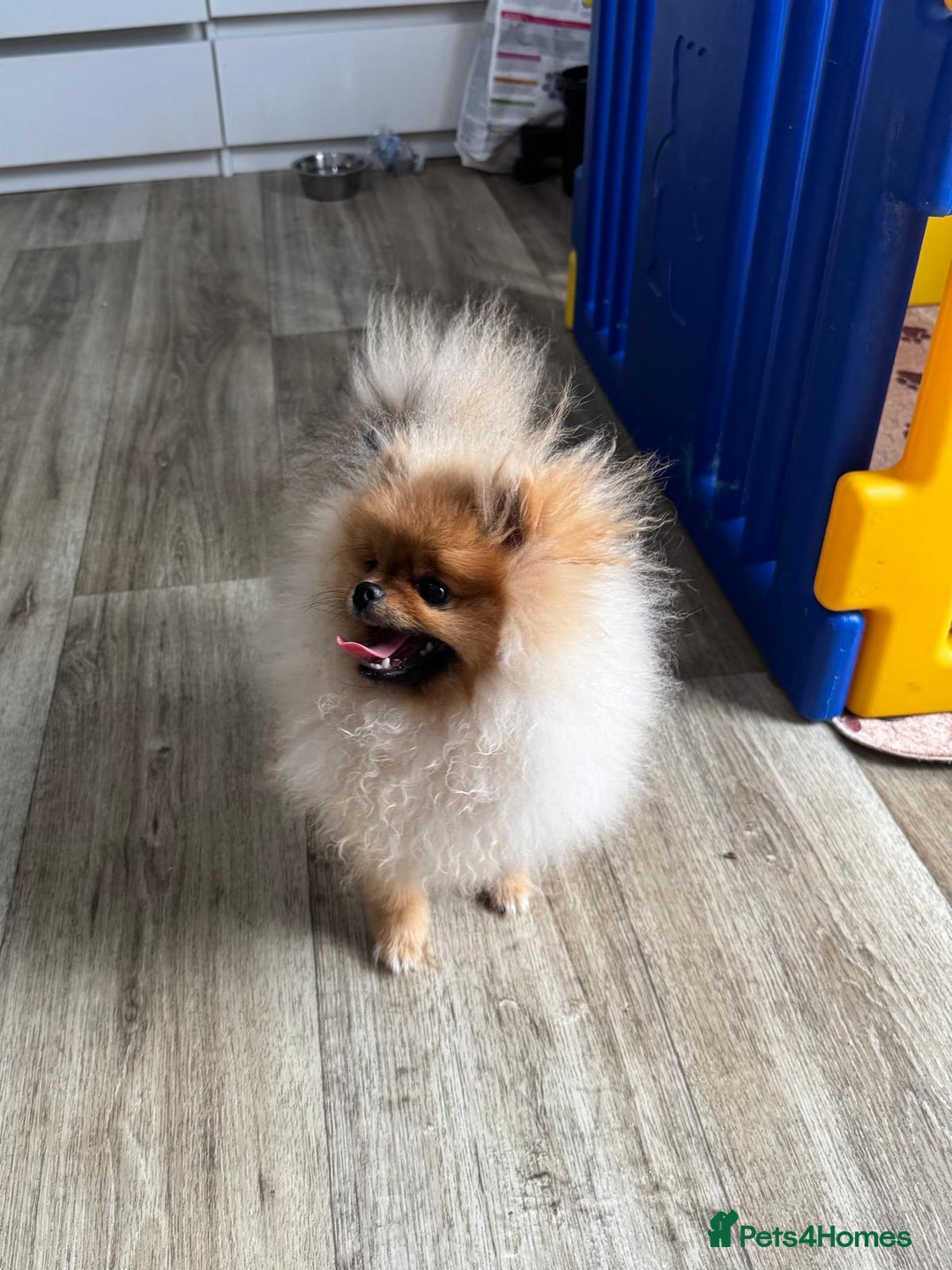 Pomeranian dogs for sale: Champion KC registered Pomeranian  - Image 6
