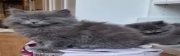 British Longhair cats for sale: Gorgeous British Blue longhair kittens - Advert 19