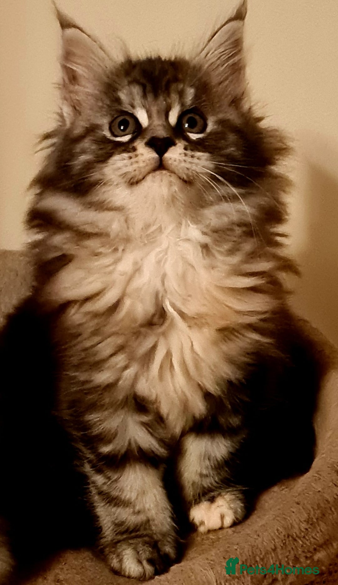 Maine Coon cats for sale: Pedigree Mainecoon Female - Advert 1