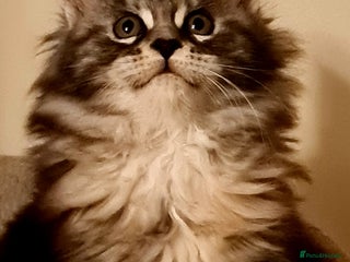 Maine Coon cats Pedigree Mainecoon Female - Advert 4