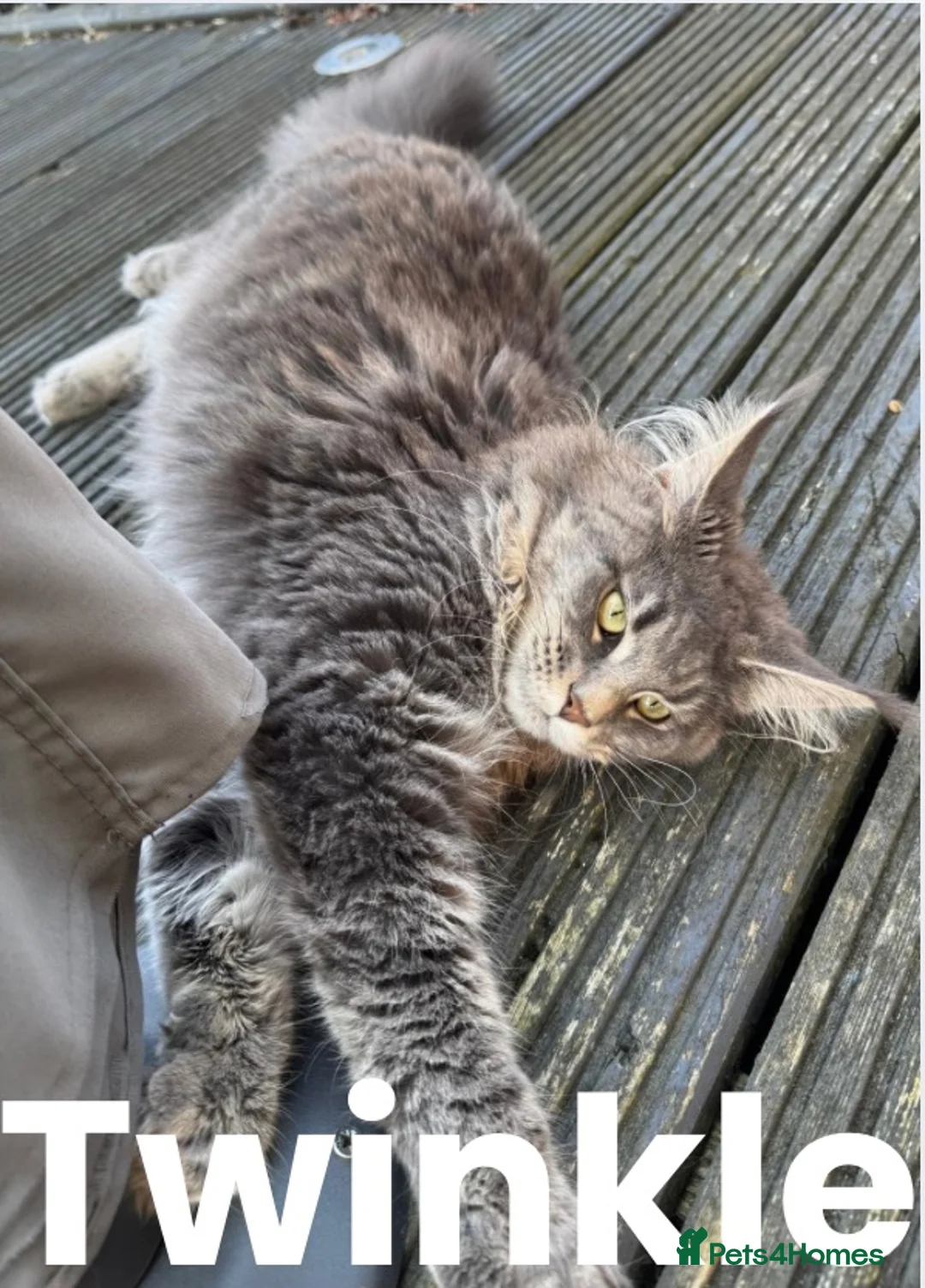 Maine Coon cats for sale: Friendly Maine Coon Female – Wonderful Family Cat - Advert 3