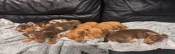 Miniature Dachshund dogs for sale:  5 Miniature Dachshund Puppies ready  in Bradford - Advert 12