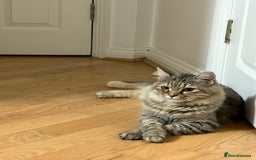 Mixed Breed cats for adoption: PERSE-Norwegian Forrest? -needs a garden SPAYED - Image 1