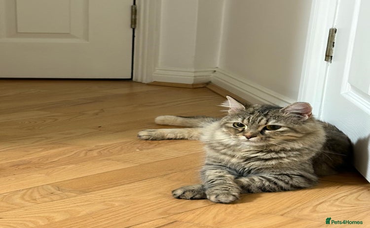 Mixed Breed cats - Advert 5