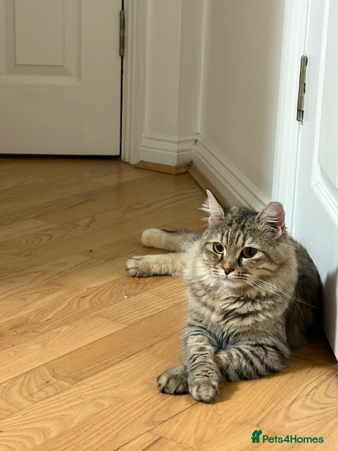 Mixed Breed cats for adoption: PERSE-Norwegian Forrest? -needs a garden SPAYED - Image 1