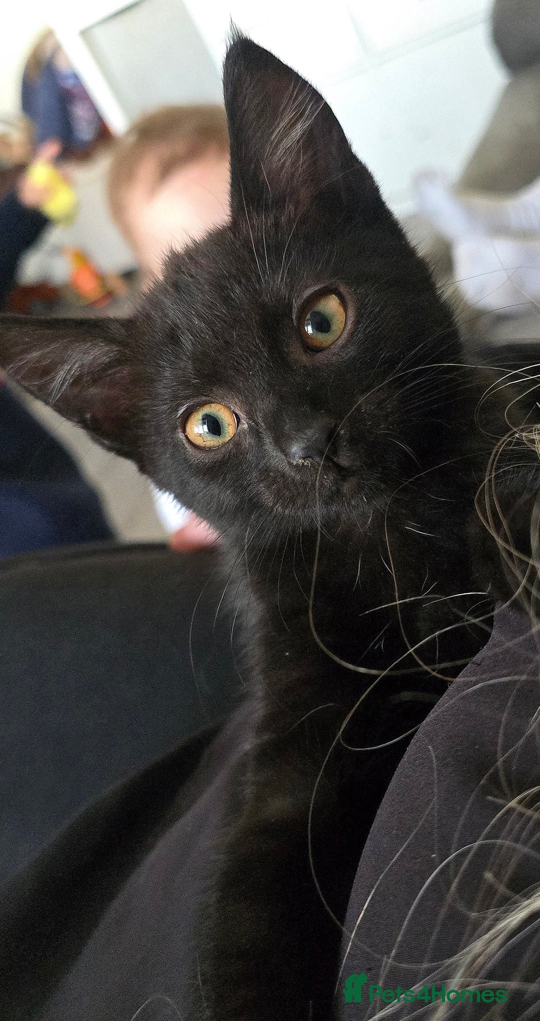 Mixed Breed cats for sale: 4 fluffy kittens for sale - Image 5