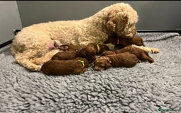 Labradoodle dogs for sale: Mini Red Labradoodle 🧬 clear  - Image 15