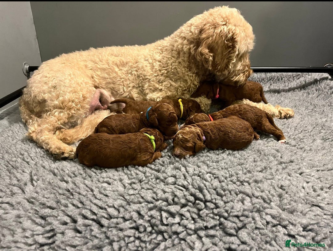 Labradoodle dogs for sale: Mini Red Labradoodle 🧬 clear  - Image 15