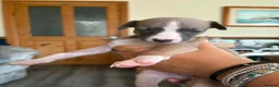 Whippet dogs for sale: Whippet puppies for sale in Grimsby - Advert 5