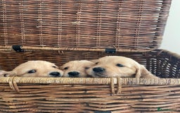 Golden Retriever dogs for sale: Golden Retriever Puppies – Family Raised - Image 13