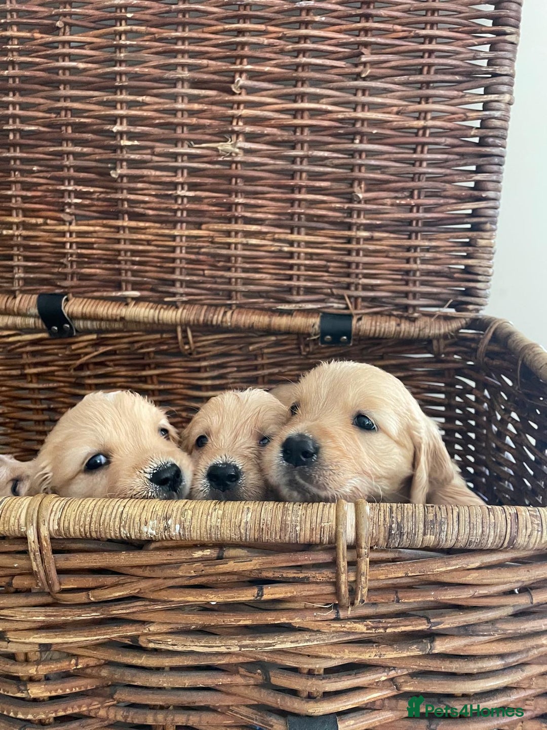 Golden Retriever dogs for sale: Golden Retriever Puppies – Family Raised - Image 13