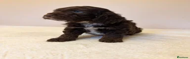 Cockapoo 3