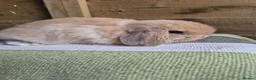 Mini Lop rabbits for sale: Mini lop babies - Advert 11