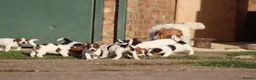 Jack Russell dogs for sale: Jack Russell Puppies for sale - Advert 11