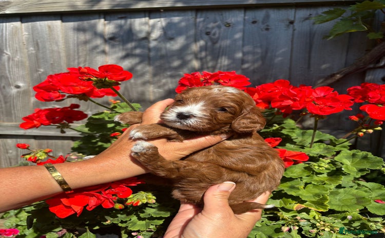 Cavapoo dogs - Advert 2