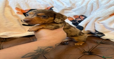 Miniature Dachshund dogs - Advert 5