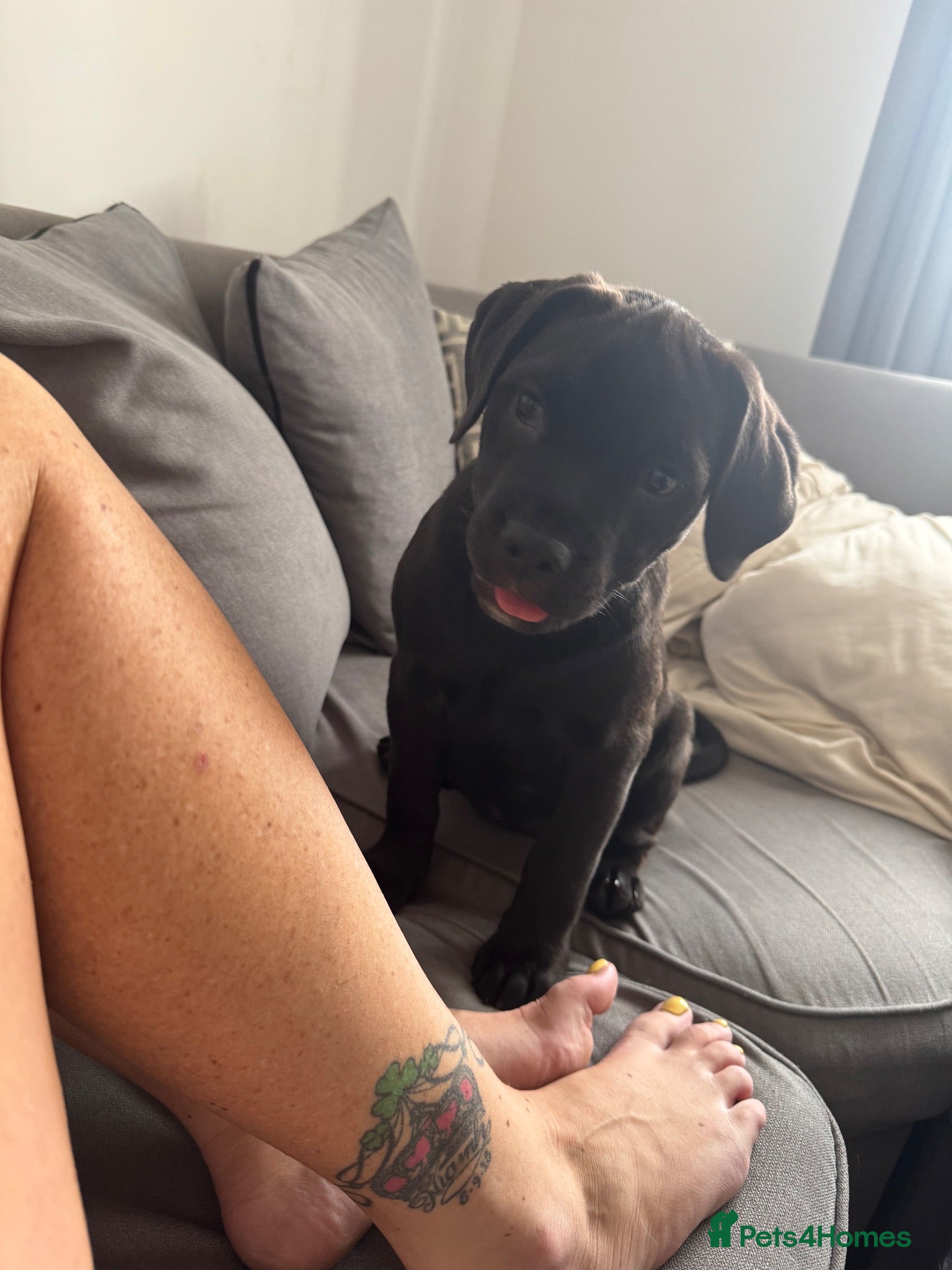 Mixed Breed dogs Last baby girl  - Advert 14