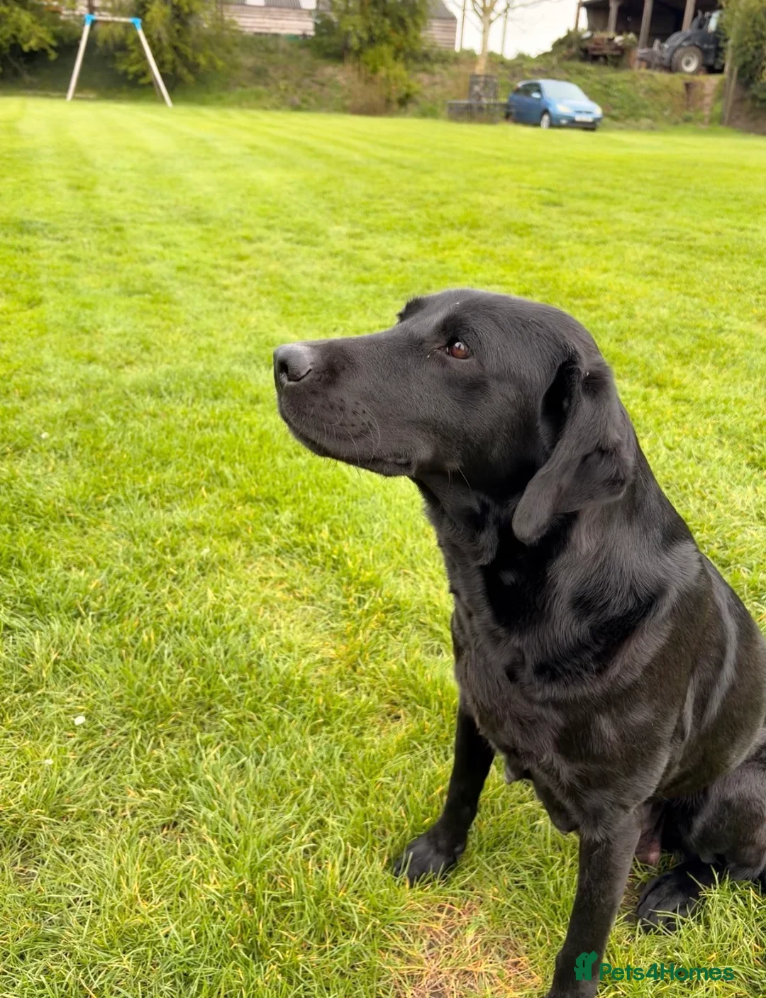 Labrador Retriever dogs for sale: Beautiful Labrador Puppies - Advert 2