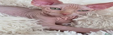 Sphynx Kitten 2