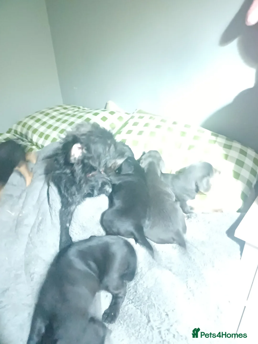 Jackapoo dogs for sale: Adorable Jackapoo Puppies  - Advert 2