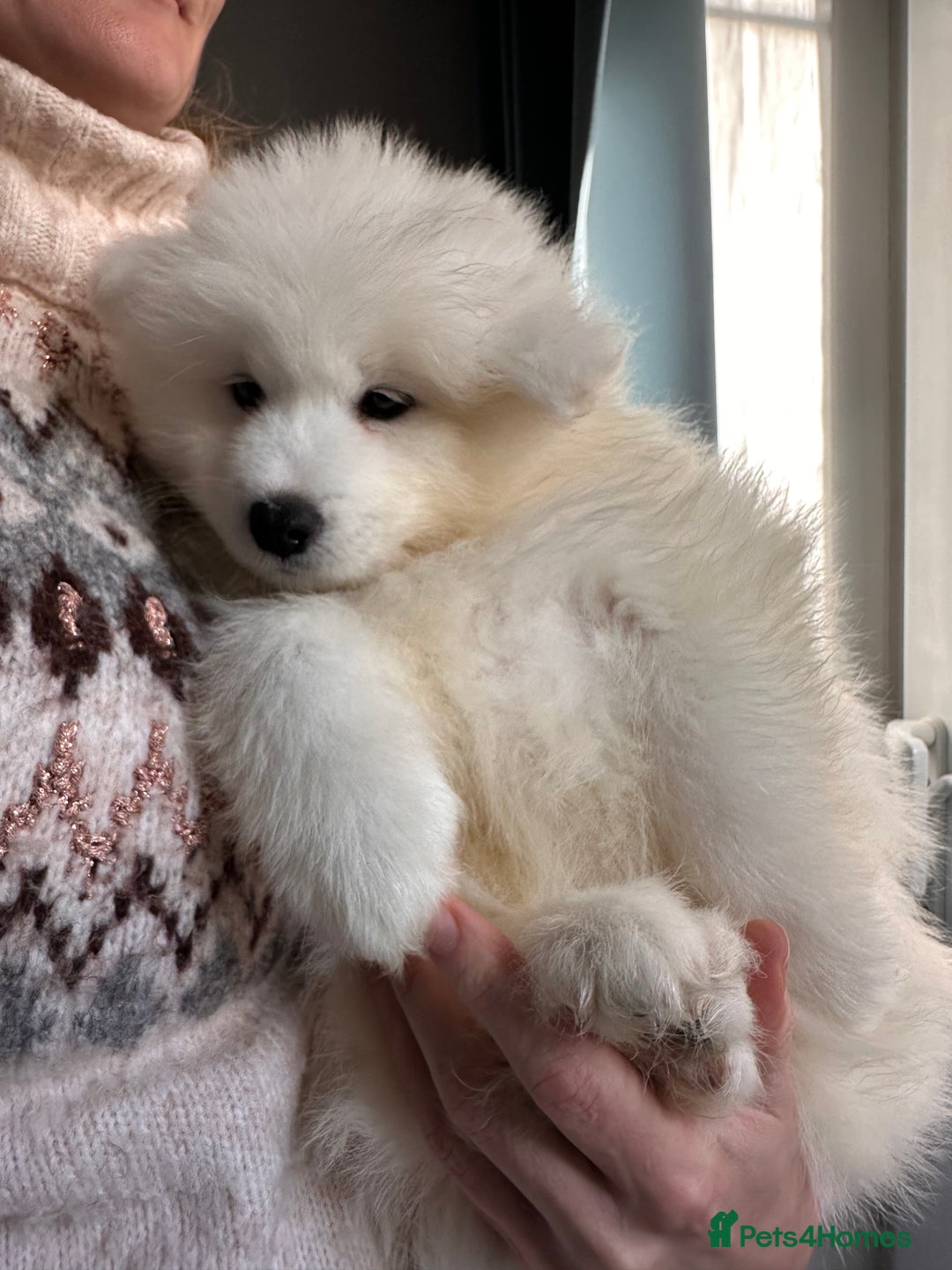 Samoyed dogs for sale: Samoyed Puppies — Ready for Their New Homes Now! - Advert 5