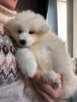 Samoyed dogs Samoyed Puppies — Ready to Reserve Now! - Advert 1