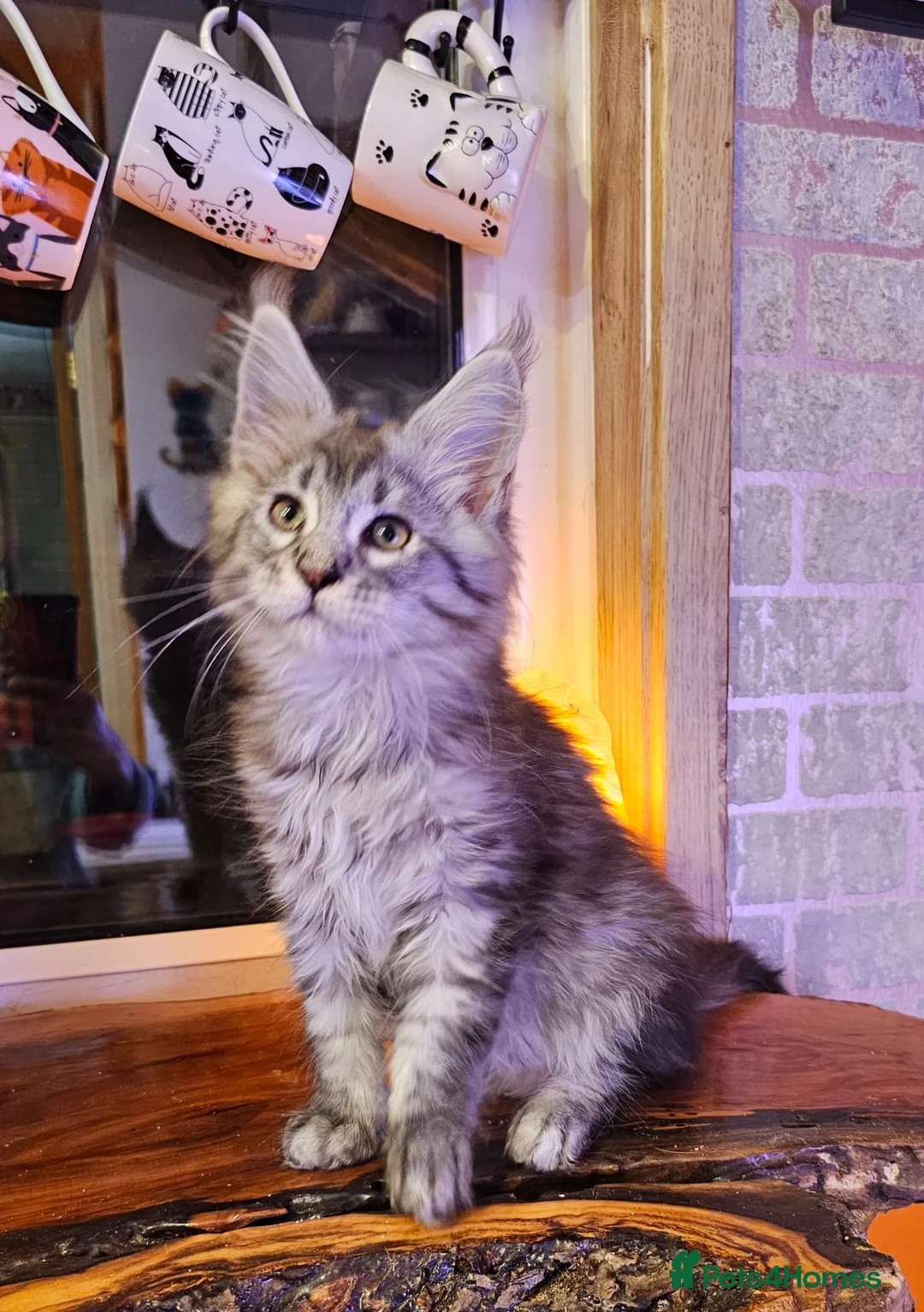 Maine Coon cats for sale: BEAUTIFUL MAINE COON KITTENS FOR SALE - Advert 13